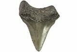 Baby Megalodon Tooth - Georgia #83715-1